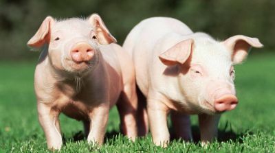 Pig feed additives